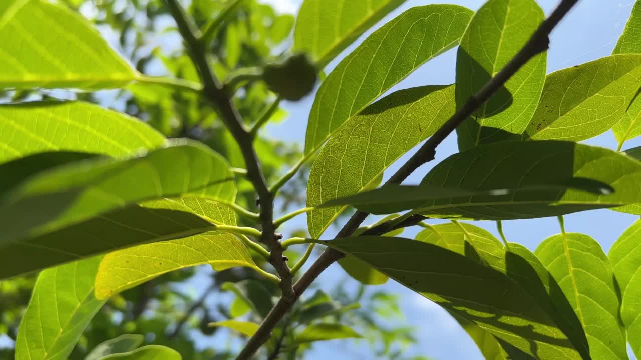 大自然花园里的糖苹果叶视频素材