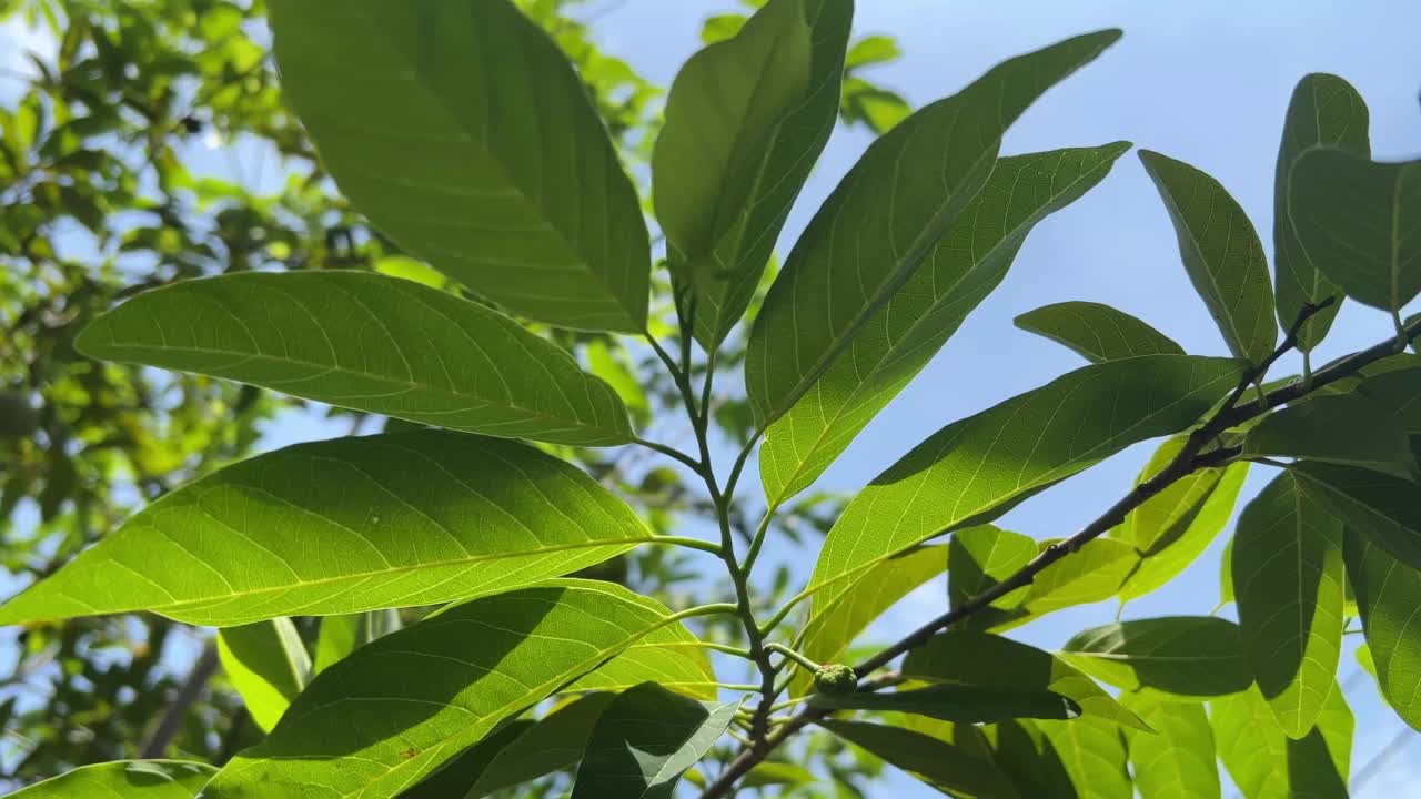 大自然花园里的糖苹果叶视频素材