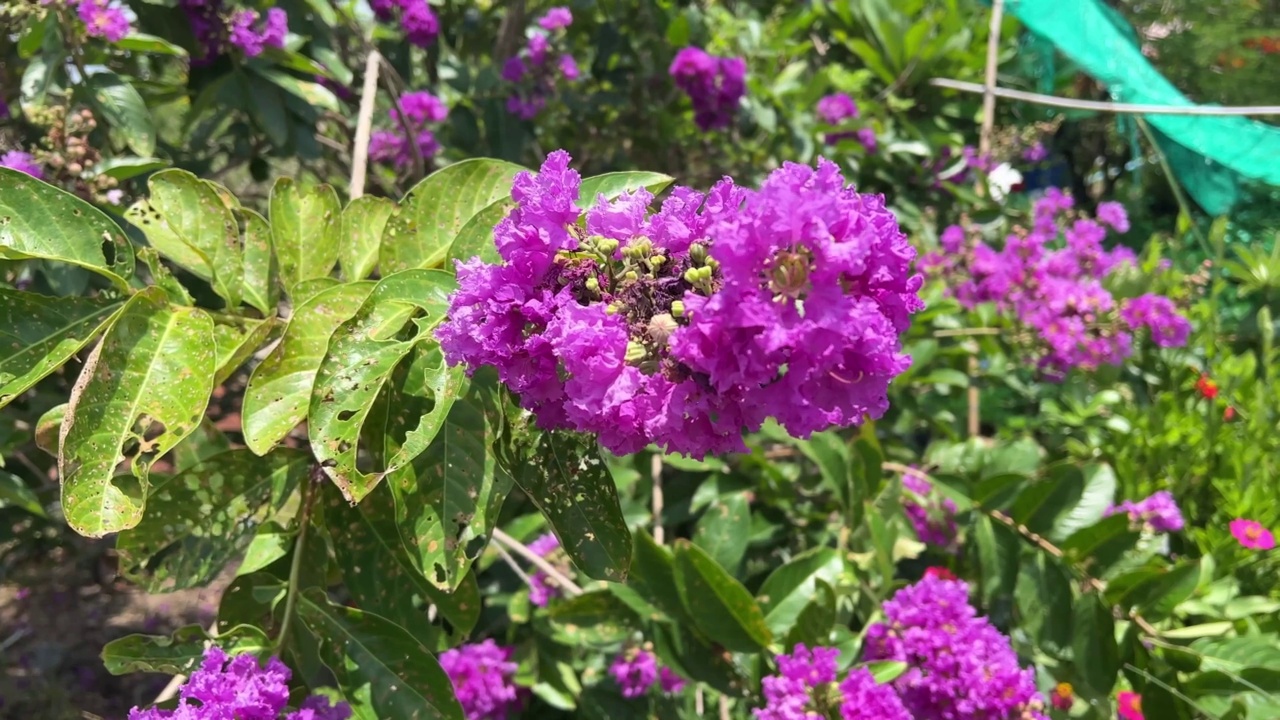 紫薇是自然园林中的一种花卉视频素材