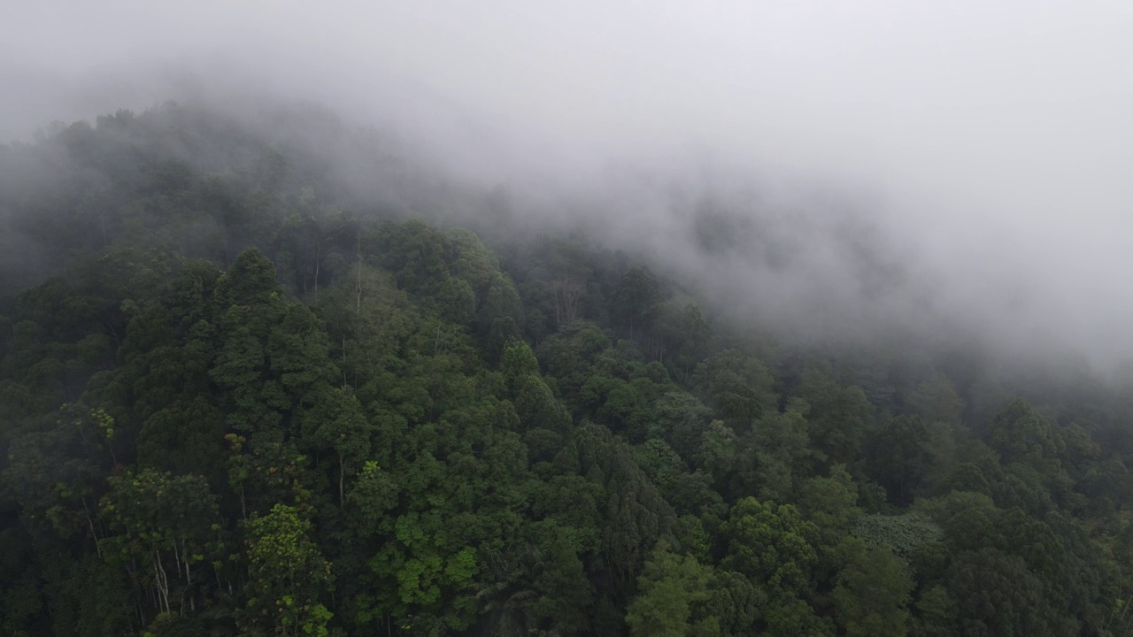 印尼村庄附近雾气蒙蒙的雨林鸟瞰图视频素材