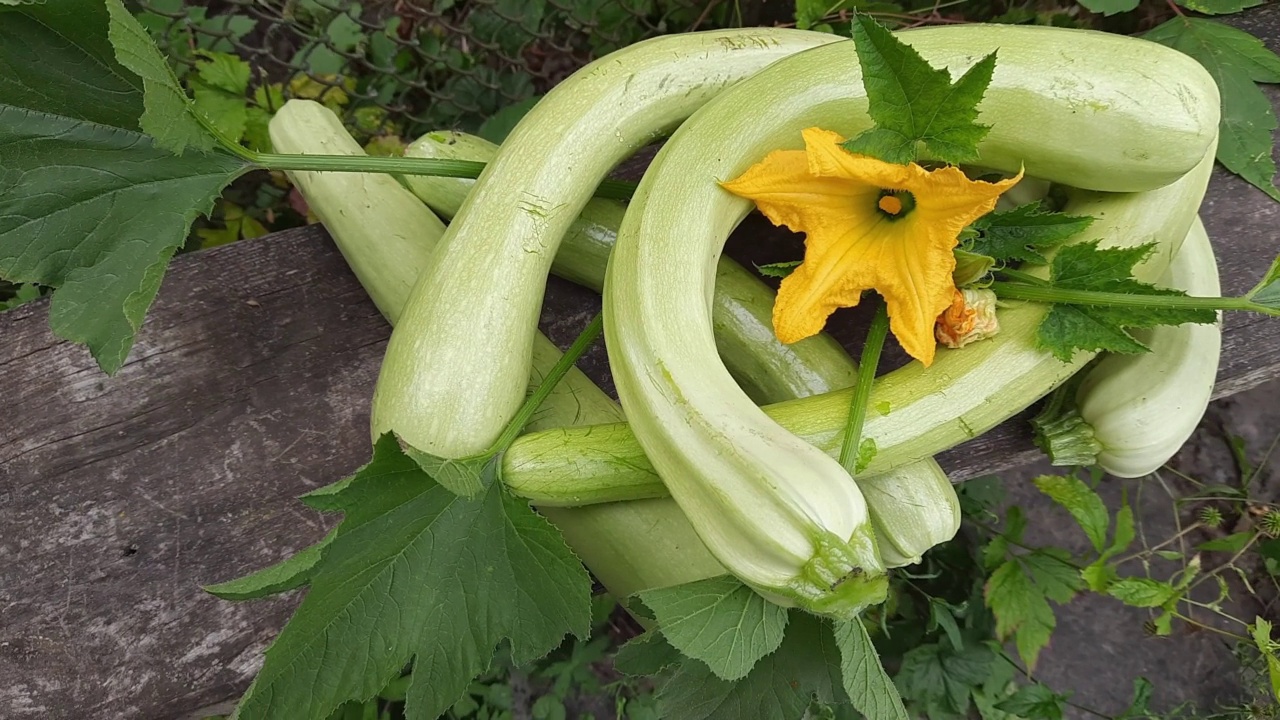 新鲜收获的带叶带花的长形蔬菜西葫芦视频素材