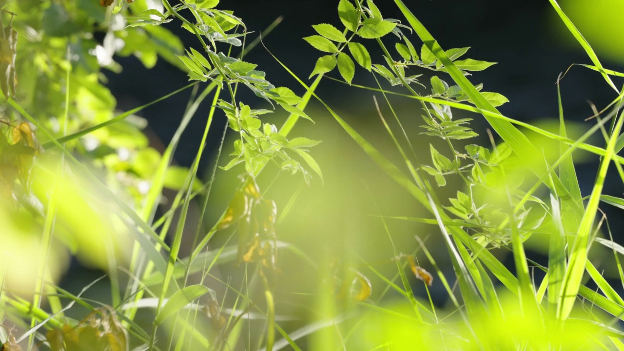 湖泊植被的浅滩视频素材