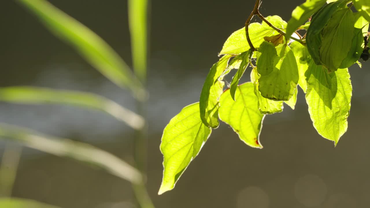 池塘植被和水鸟视频素材