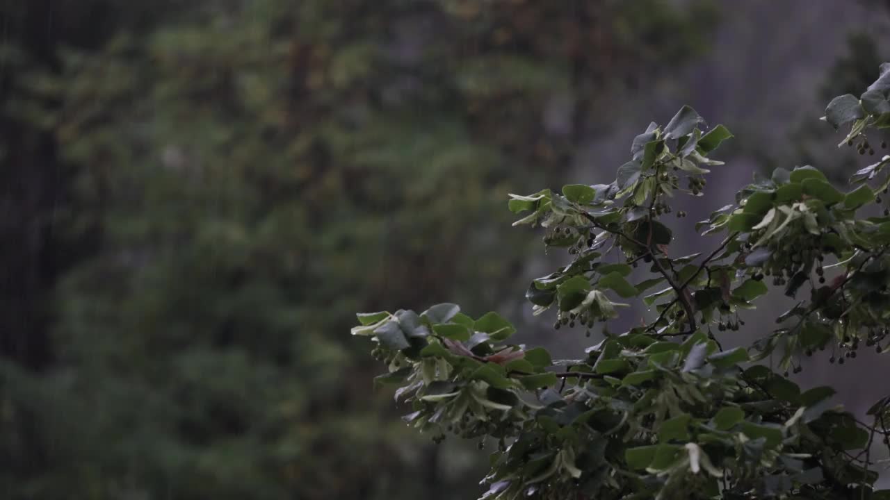 在大雨和强风中吹树。恶劣天气和暴风雨视频素材