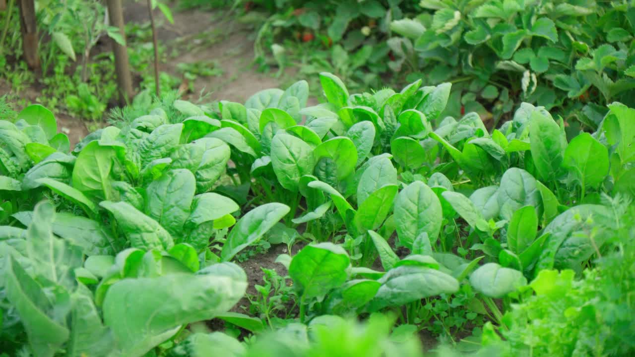 蔬菜农场的花园里种的菠菜。健康的食物视频素材