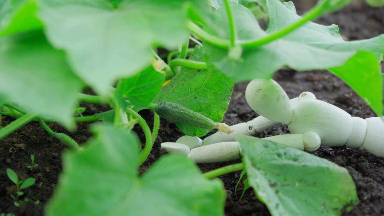 种植黄瓜。农业理念与生态水果种植视频素材