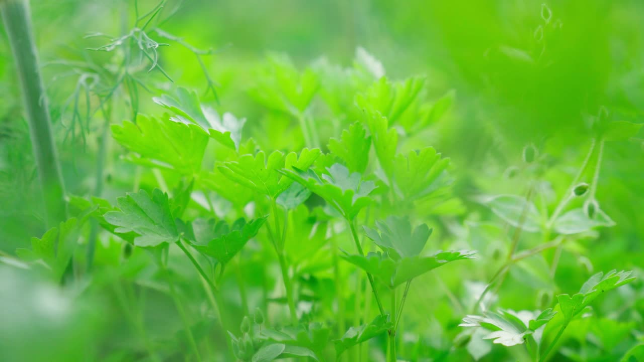 收获欧芹。生长在户外的花园里。绿化理念的培育视频素材