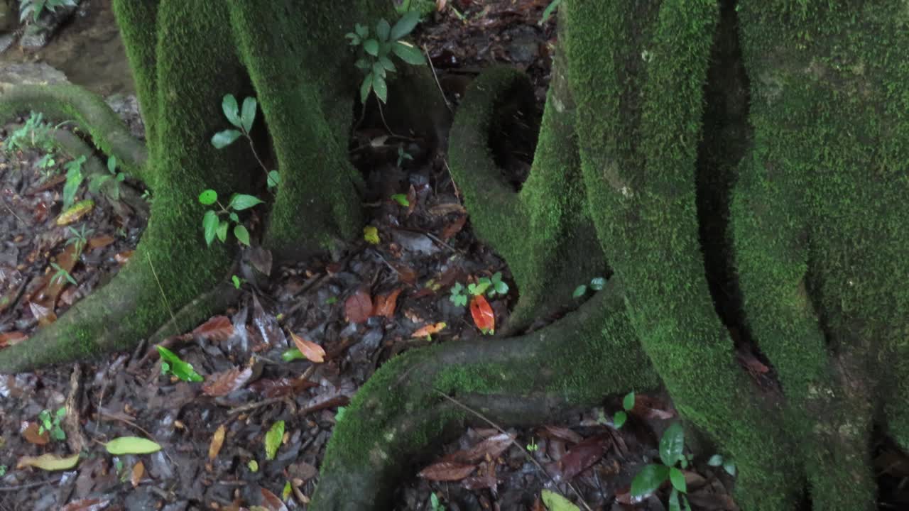 树上的青苔视频素材