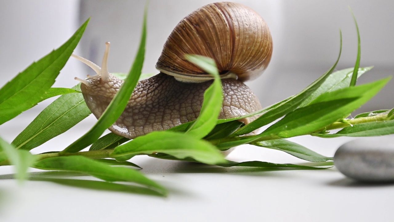 花园蜗牛在花园绿色植物叶子中间的圆卵石上缓慢爬行视频素材