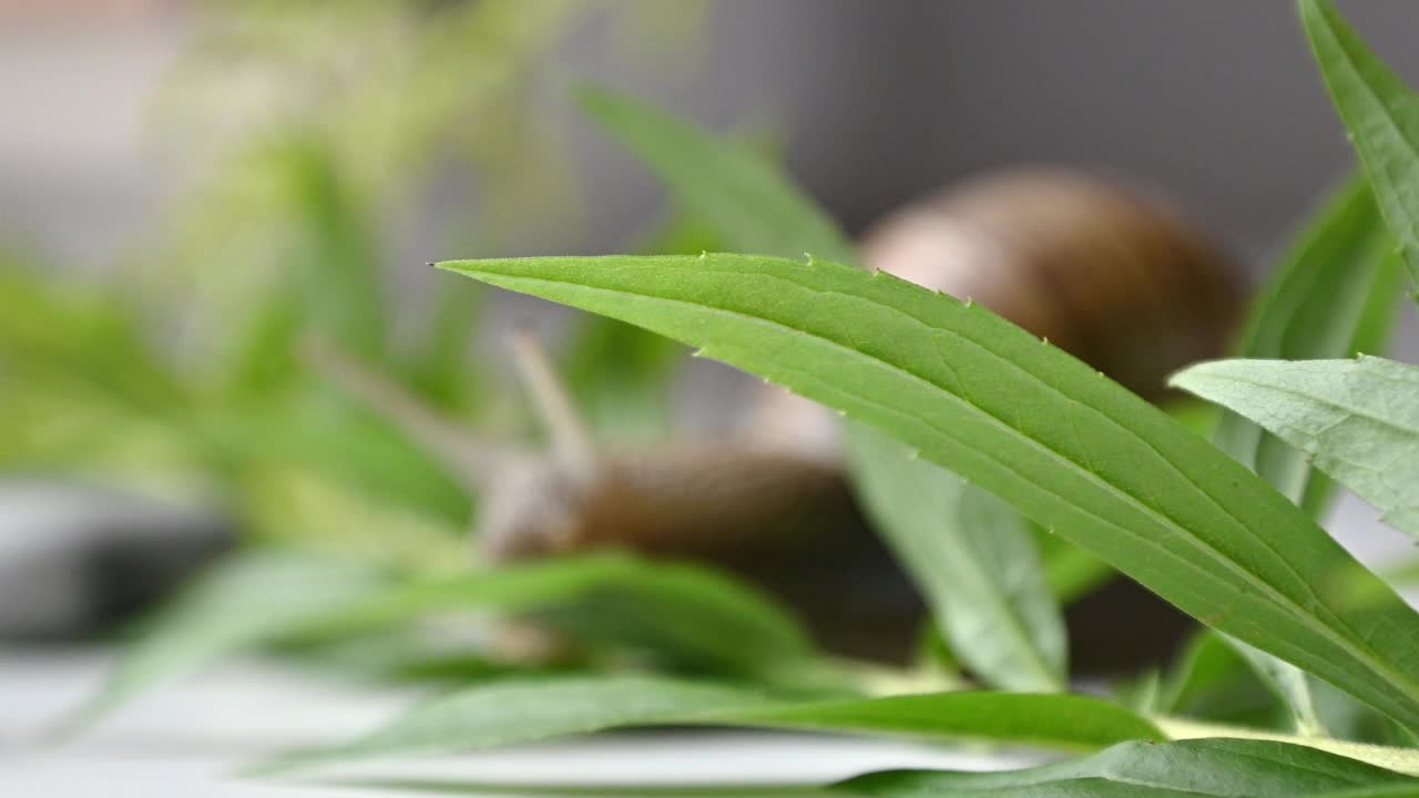 可爱的花园蜗牛慢慢爬行在绿色的植物叶子视频下载