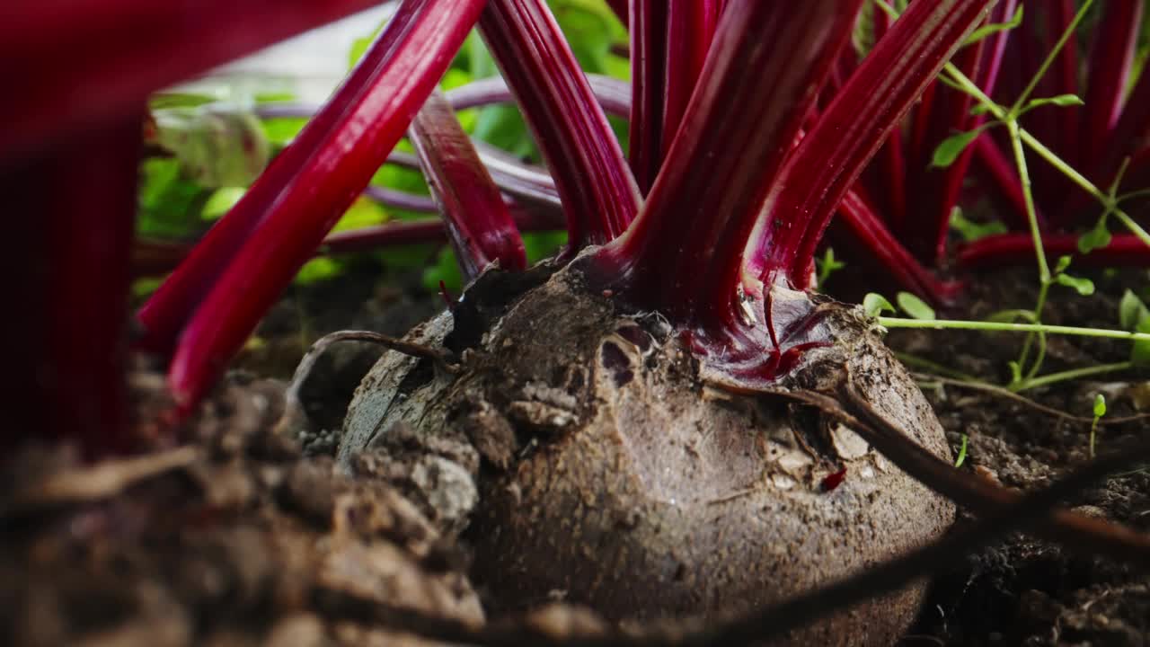 蔬菜温室里的甜菜根。视频素材