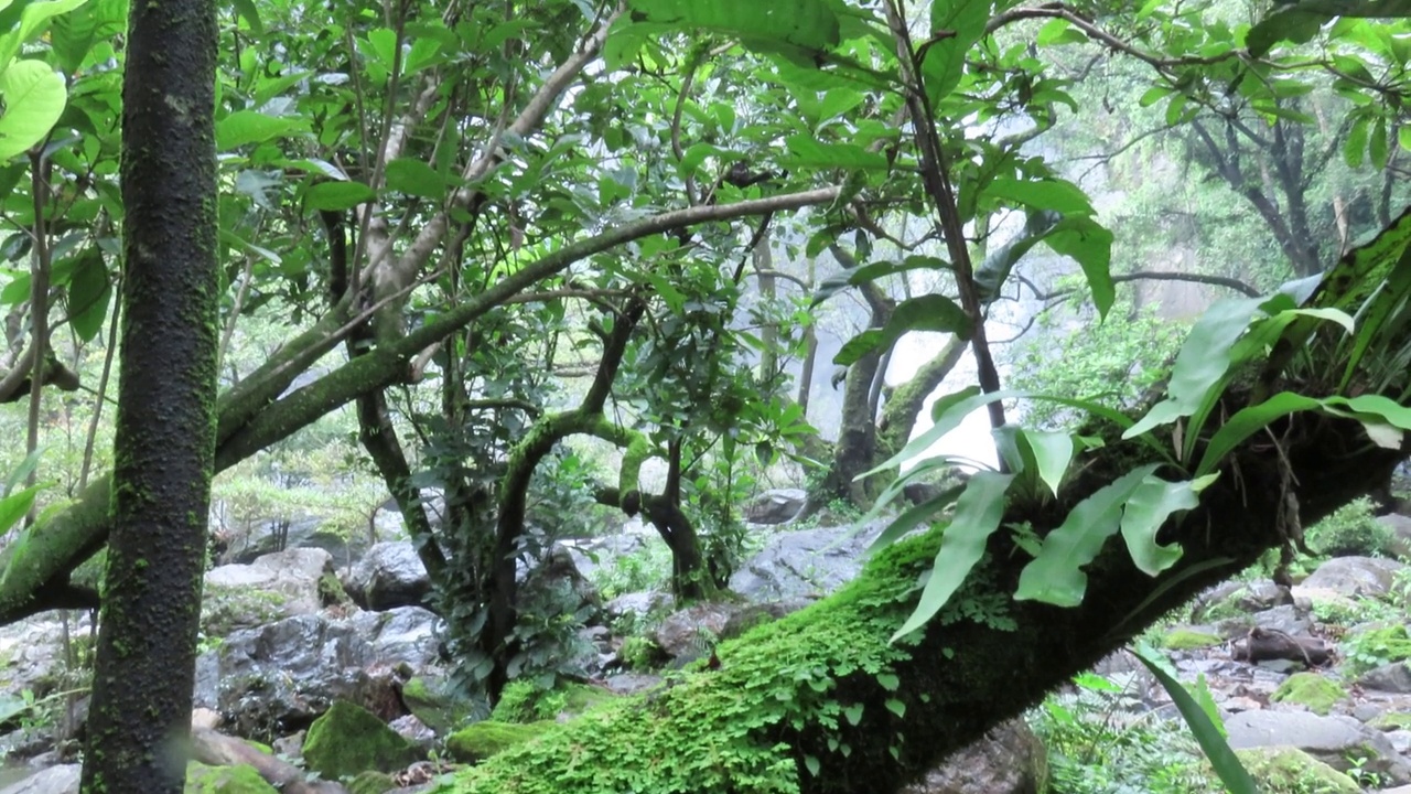 热带雨林树上的绿色苔藓视频素材