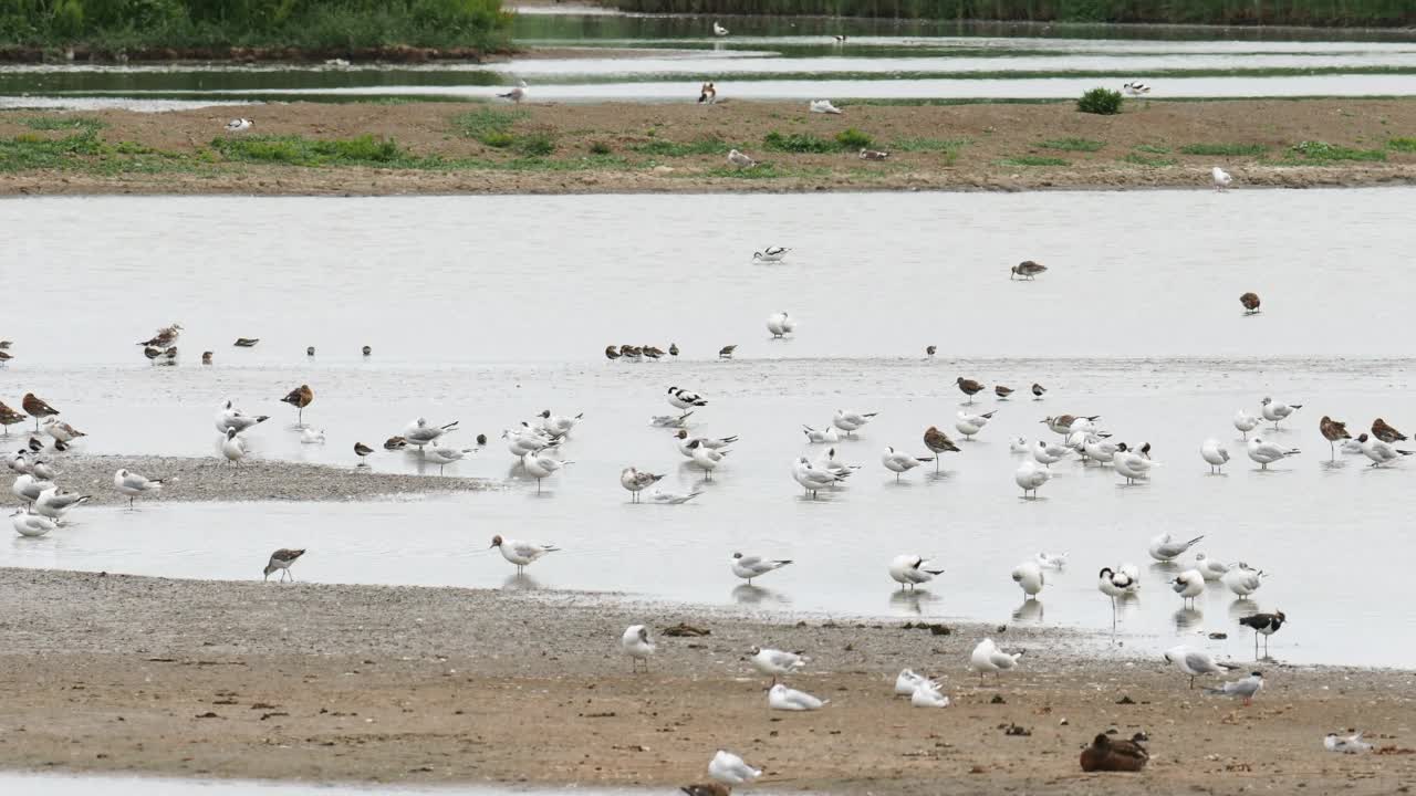 斑驳的Avocet;在Titchwell鸟类保护区，诺福克，英国，反胃，褐翅，黑头鸥，黑尾塍鹬。视频素材