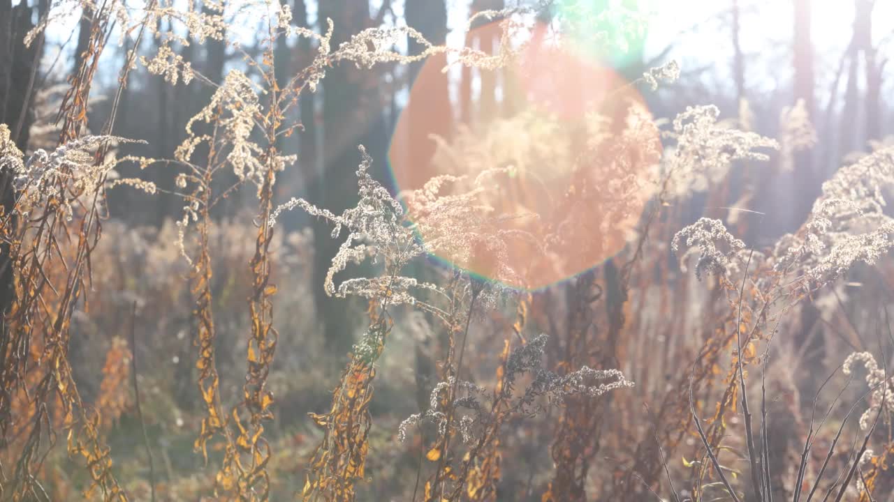 草原在风在日落的时候视频素材