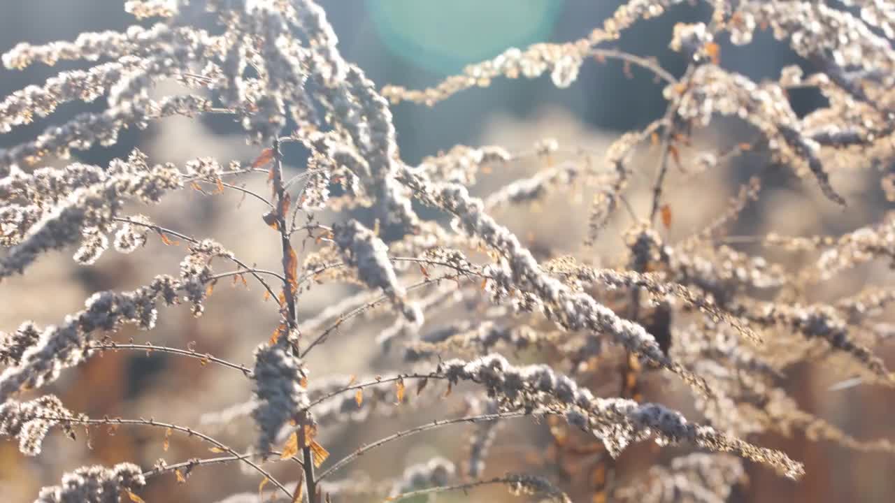 草原在风在日落的时候视频素材