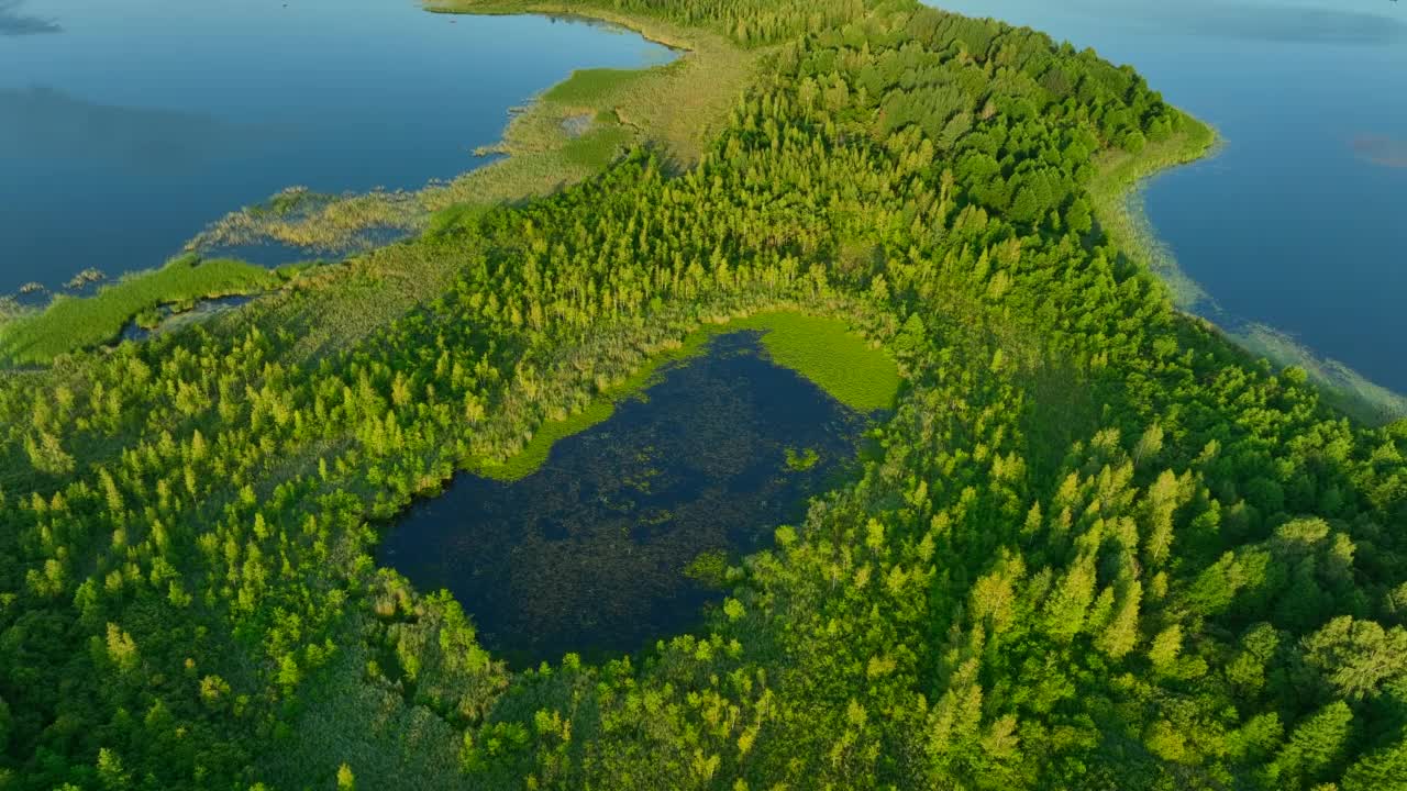 湖中的荒岛。森林里的沼泽湖。在森林沼泽。沼泽,沼泽景观。视频素材