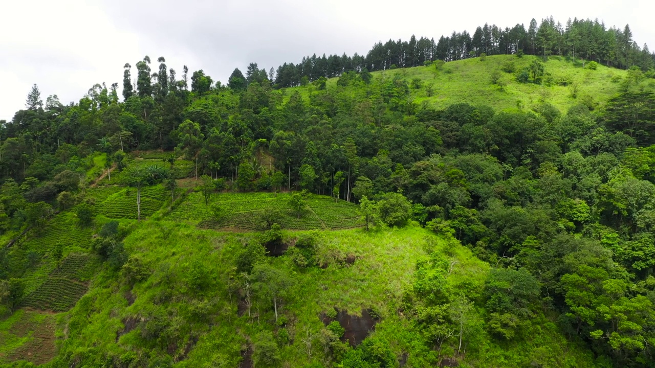 斯里兰卡山坡上的茶园。茶产业格局。视频素材