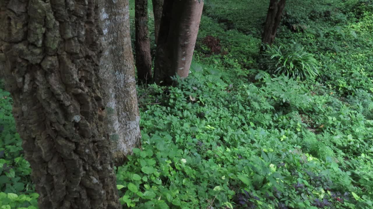 在森林视频素材