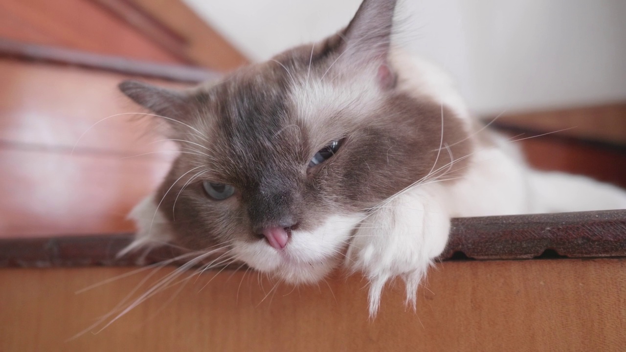 可爱的布娃娃猫躺在楼梯上疲惫的表情特写，蓝色眼睛的黑猫头像，4k实时镜头。视频素材