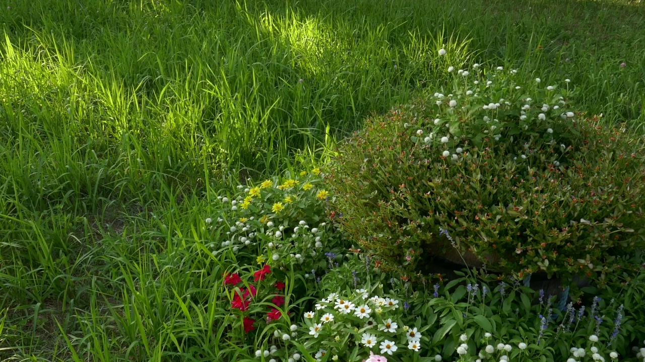 草坪和鲜花视频素材