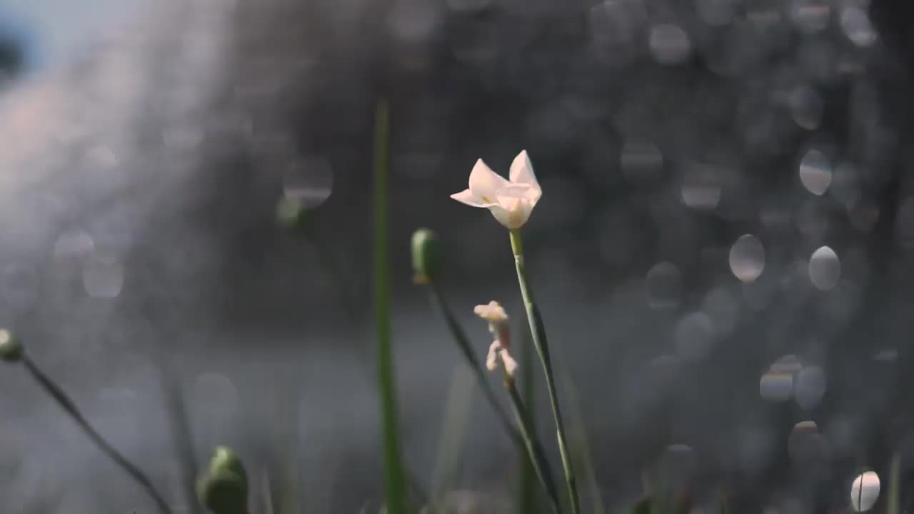 前景上的花朵与水在背景中流动。视频素材