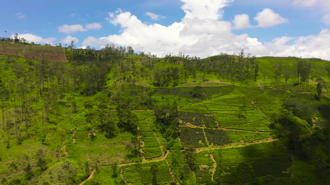 斯里兰卡山区绿茶种植园的鸟瞰图。视频素材