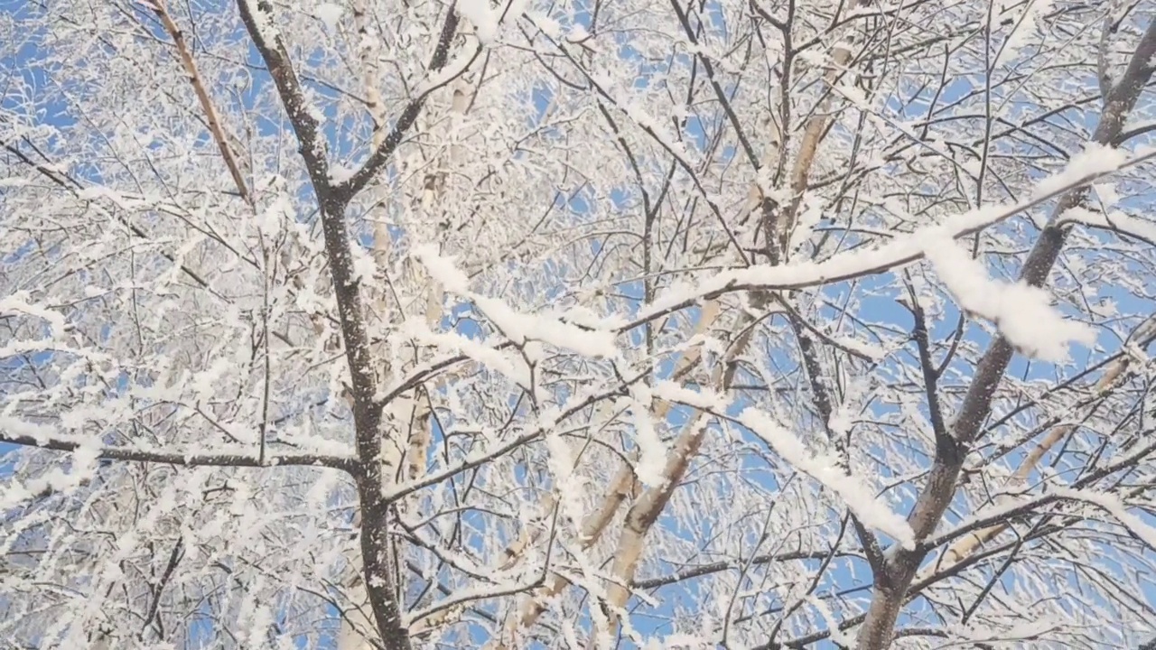 冬天白桦树被雪覆盖视频素材