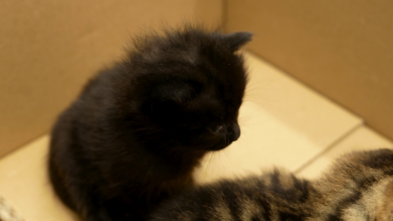 黑色小小猫。羊毛上有头皮屑的小猫。特写镜头视频素材