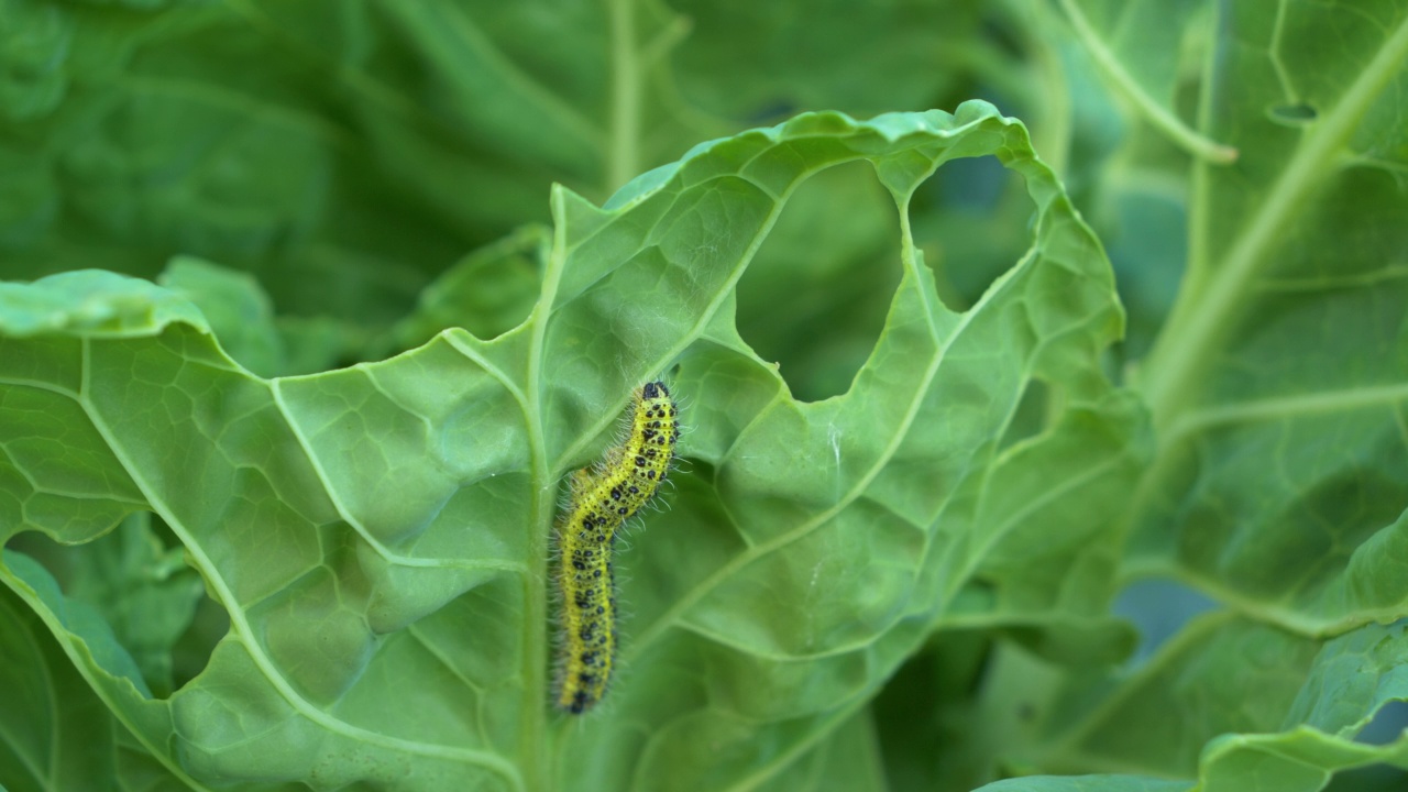 近景:白菜虫幼虫攻击绿色蔬菜并造成破坏视频素材