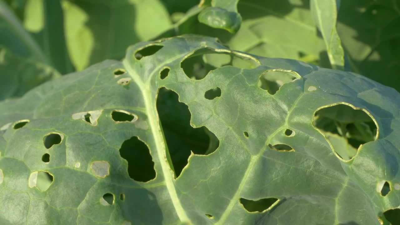 特写:菜园寄生虫对青菜沙拉头造成的收获损害视频素材