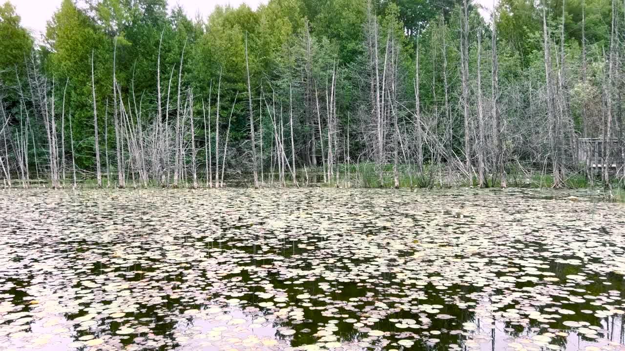 关于古老内陆水道和林地的思考视频素材