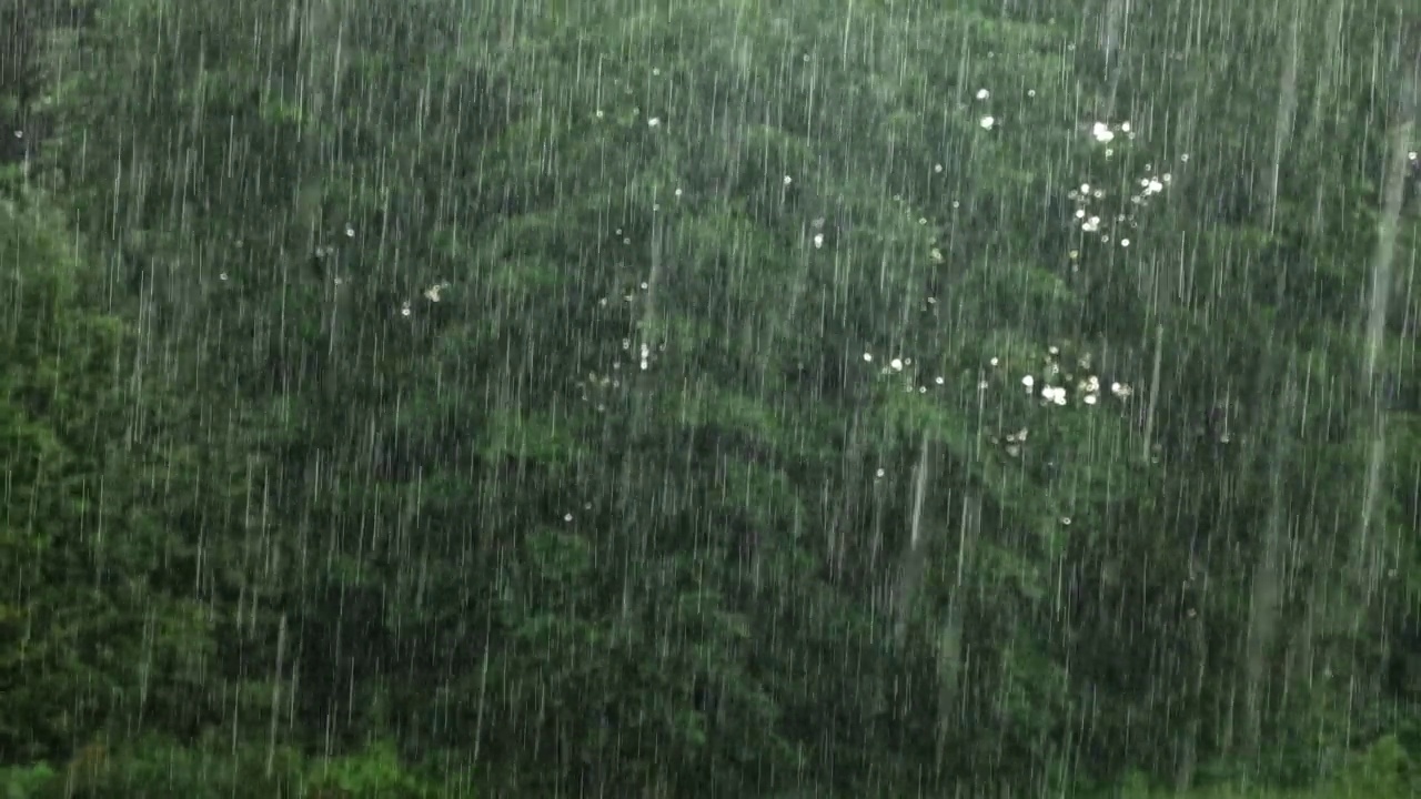 大雨。绿树下的夏雨，草的背景。特写镜头。森林里的雨天。多雨的天气。热带暴雨。抽象的自然背景。极端的天气状况。冰雹和雨。阳光视频素材