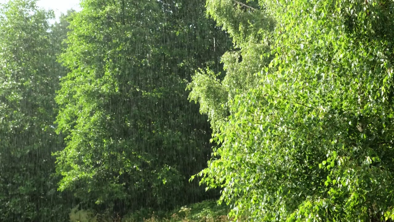 大雨。绿树下的夏雨，草的背景。特写镜头。森林里的雨天。多雨的天气。热带暴雨。抽象的自然背景。极端的天气状况。冰雹和雨。阳光视频素材