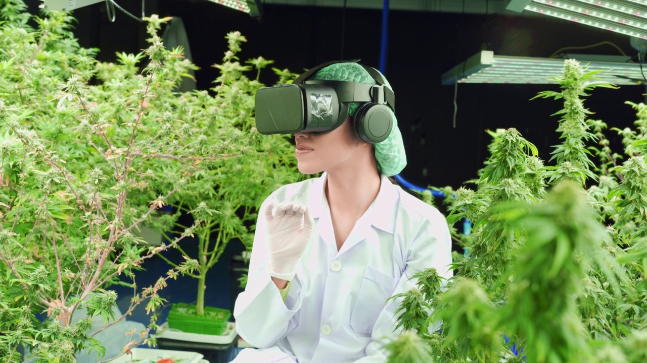 一位亚洲女科学家戴着虚拟现实眼镜进行大麻医学种植的虚拟研究视频素材