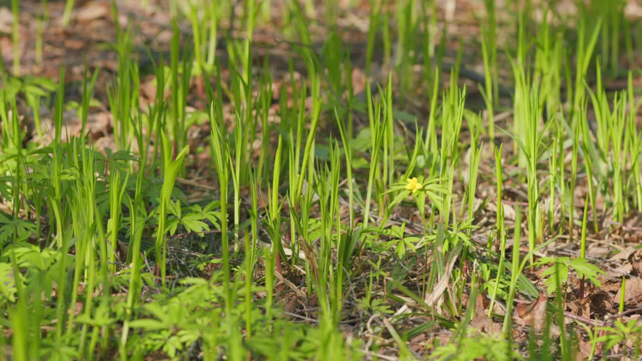 长出森林里山谷里的百合花。自由空间，自然概念。温暖的春天。平底锅。视频素材