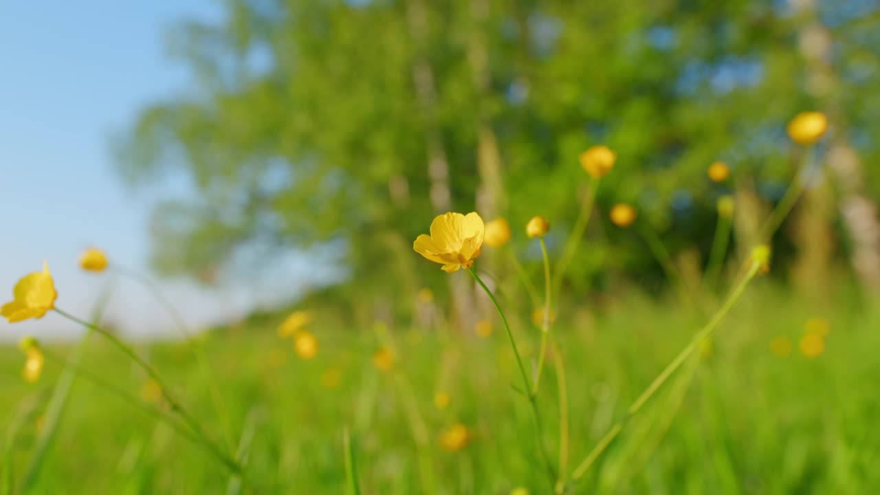 开花。草甸毛茛或小毛茛。常见的毛茛花。草药保健。广角镜头。静态的。视频素材