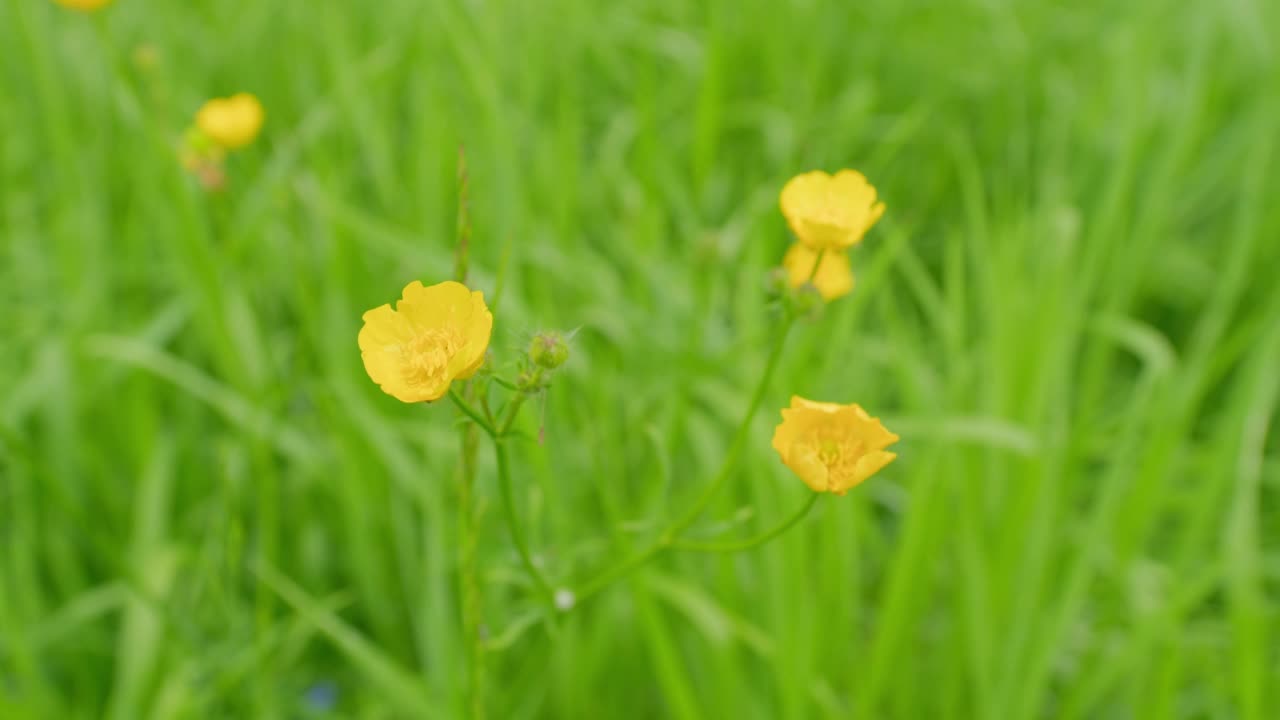 金凤花在风中摇曳。草甸黄花毛茛灌丛。岩蔷薇。关闭了。视频素材