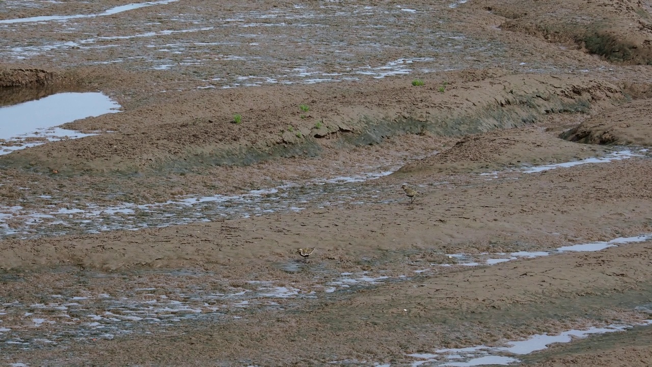 欧洲金鸻，杏雨在Burnham Overy stathe，诺福克，英国。视频素材