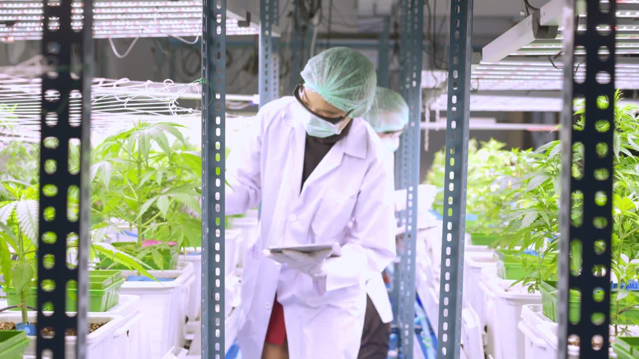 两名专业的大麻科学家正在大麻药用植物种植中行走，并使用药片或文书记录大麻样本的生长情况视频素材