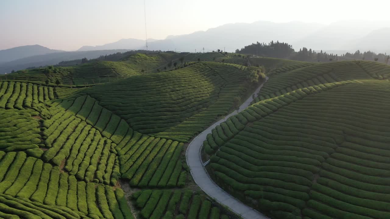 鸟瞰茶园视频素材