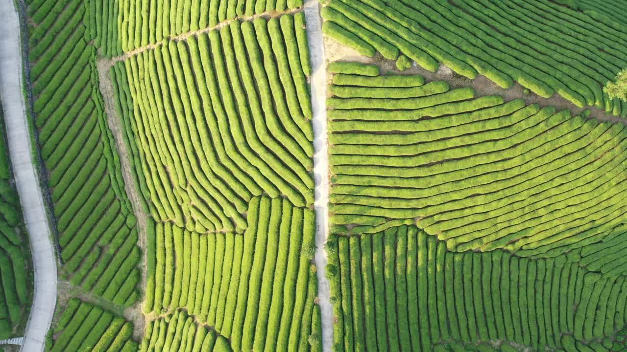 鸟瞰茶园视频素材