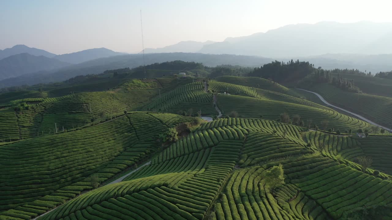 鸟瞰茶园视频素材