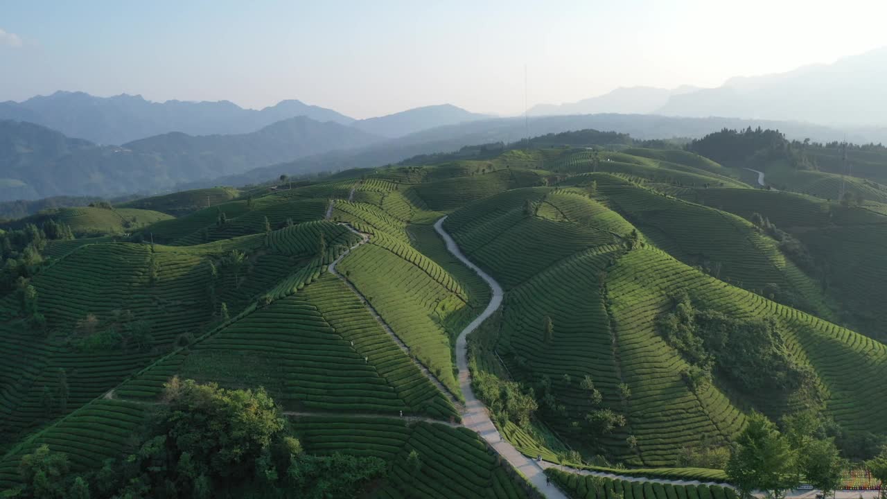 鸟瞰茶园视频素材