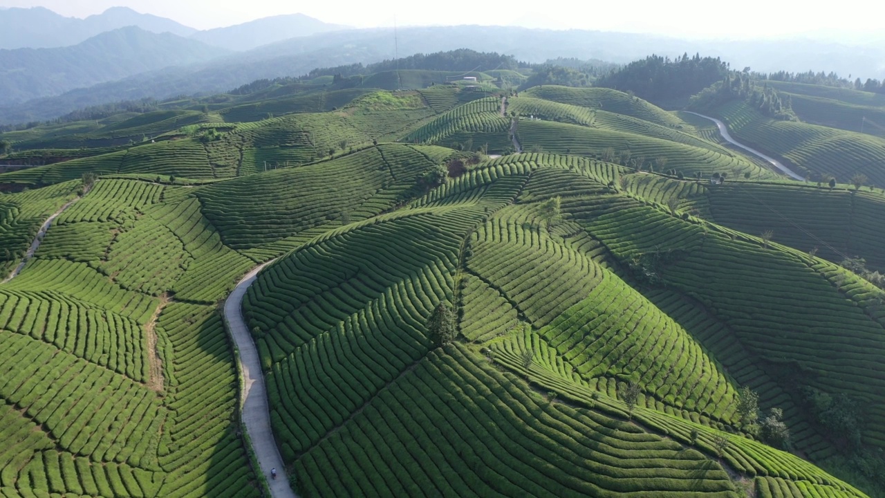 鸟瞰茶园视频素材