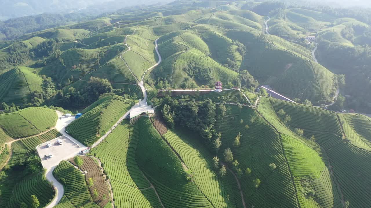 鸟瞰茶园视频素材