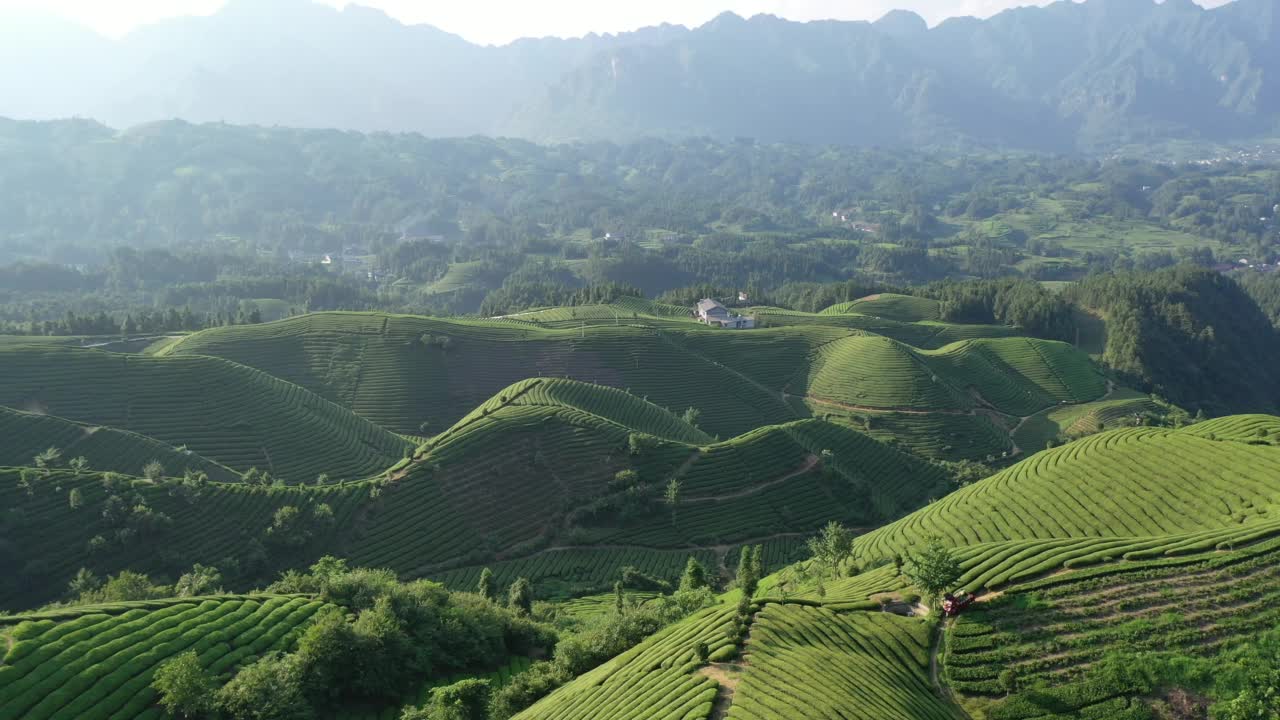 鸟瞰茶园视频素材