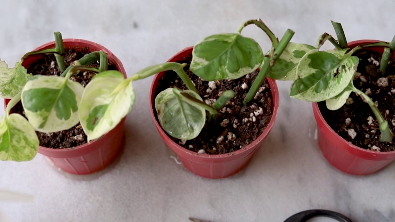 塑料花盆小植株上的淫羊羊(Epipremnum Njoy pothos)。室内植物繁殖DIY家居概念视频素材