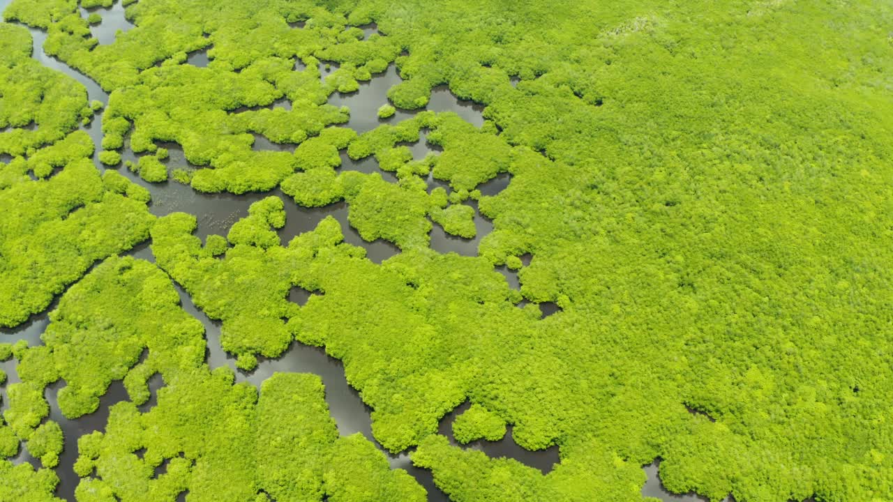 红树林和河流的鸟瞰图。视频素材