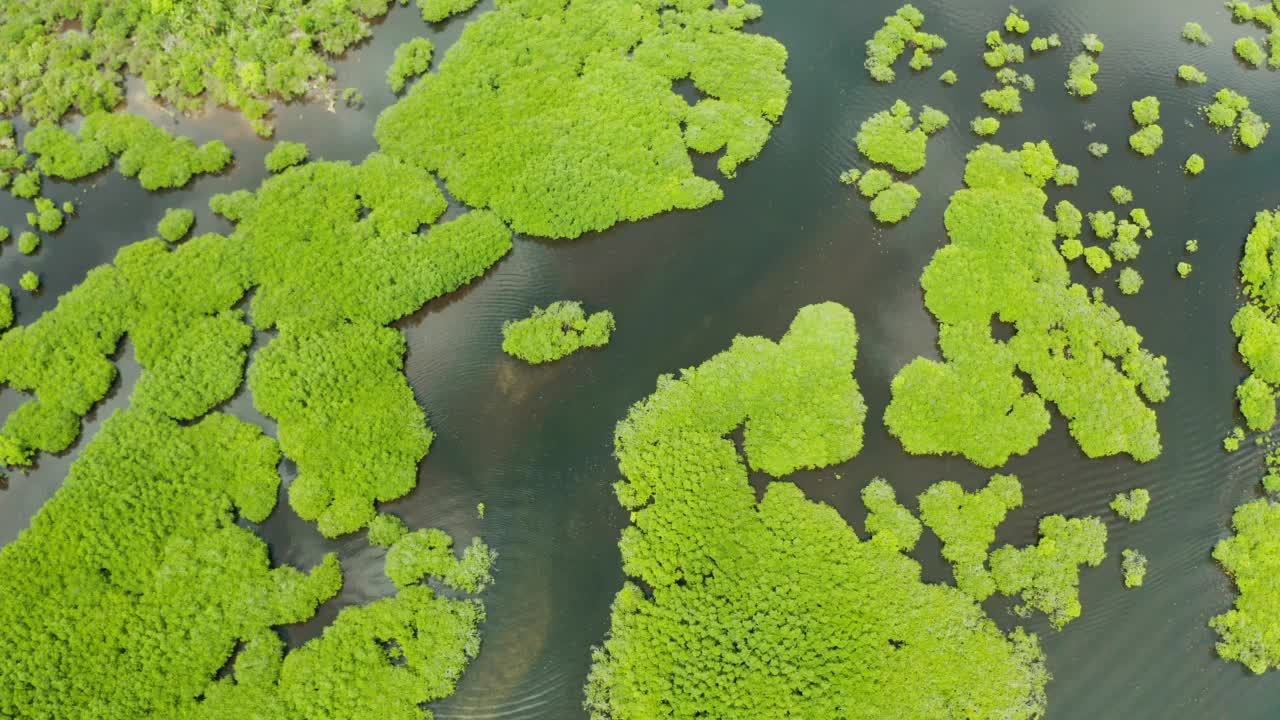 红树林和河流的鸟瞰图。视频素材