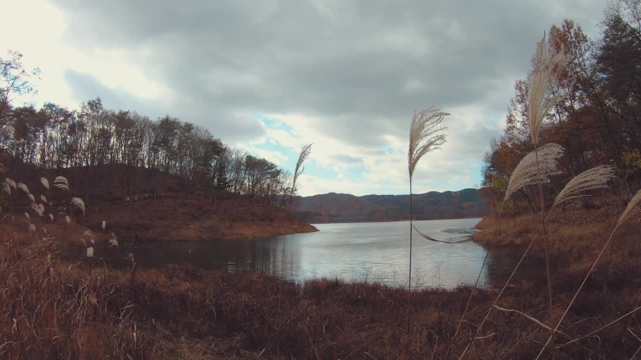 湖，秋天和芦苇在横城郡/江原道，韩国视频素材